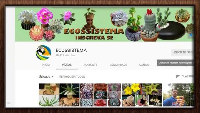 Ceropegia Linearis Woodii - Colar De Copas é Uma Planta Trepadeira Perene De Fácil Cultivo !