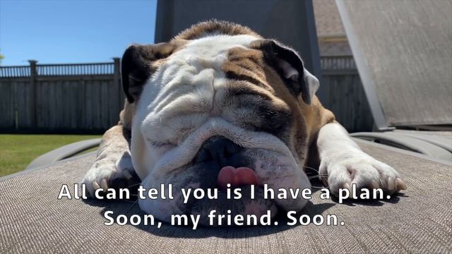 Reuben the Bulldog: Answers Your Questions смотреть онлайн