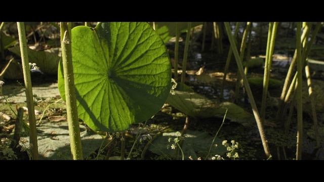 Кусочки лета • Pieces Of Summer • 25.09.2020 • 4K