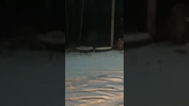 Тигр в с Соловьевск Амурской обл смотреть онлайн