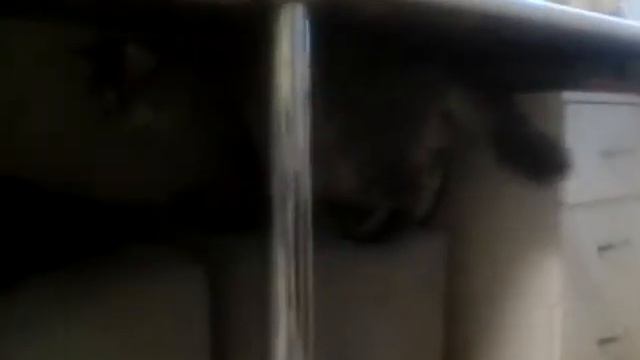 день Мейн кунов!:) смотреть онлайн