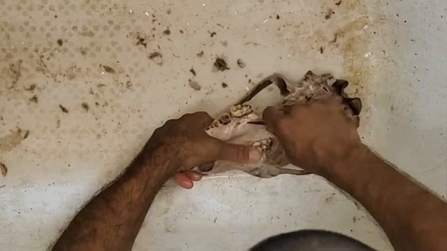 как выварить череп медведя ? таксидермия для начинающих смотреть онлайн