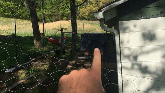 Common Backyard Chicken Mistakes To Avoid смотреть онлайн