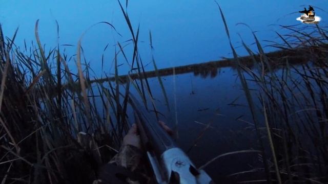 Охота на уток осень 2020 | Охота с подсадными смотреть онлайн