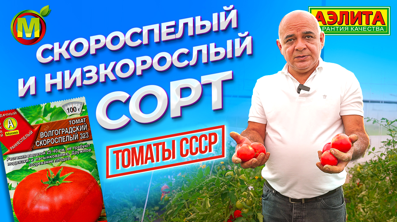 НИЗКОРОСЛЫЕ ТОМАТЫ. Сорт для открытого грунта! смотреть онлайн