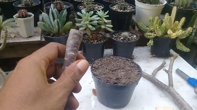 Cara stek batang adenium #desertroseeducation #adeniumthaisocco смотреть онлайн