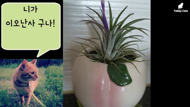 꽃을 피운 이오난사 ! /Tillandsia Forma Ionantha │공기정화식물🌱