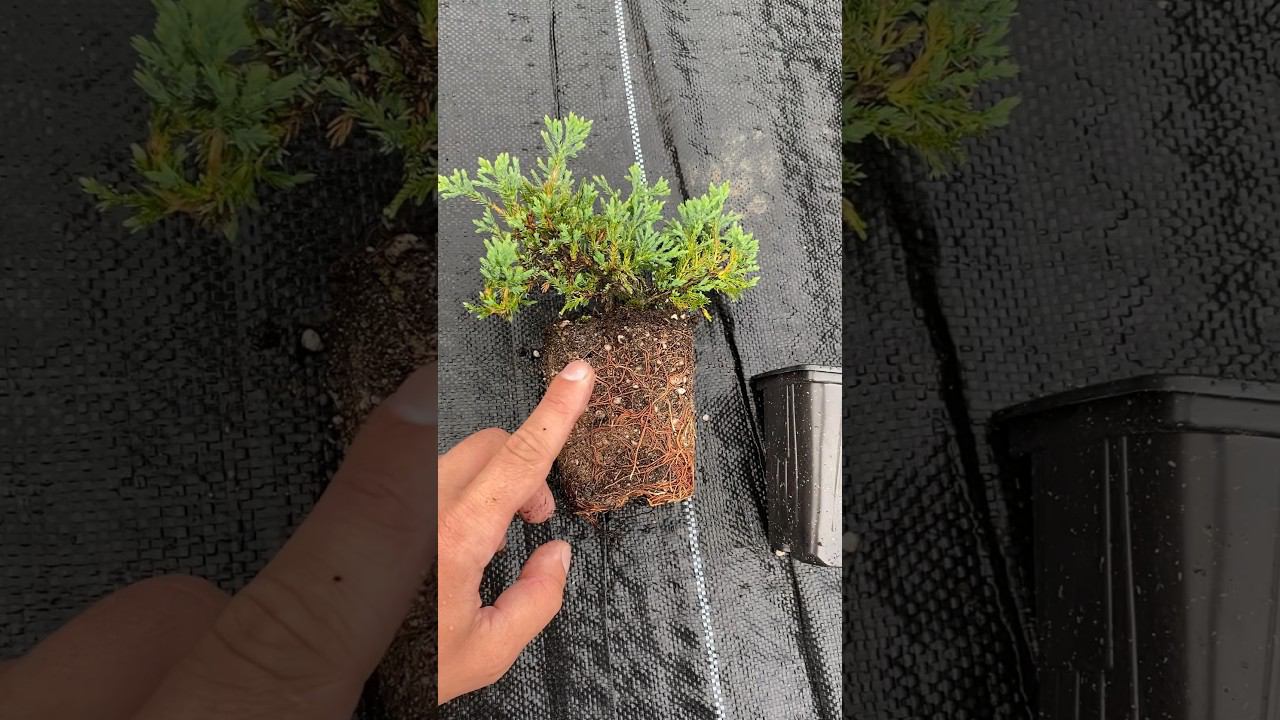 Принц Уэльский или блю чип? Что Вам больше нравится?