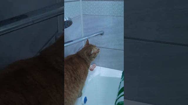 Смешные животные. Забавные животные. Рыжий кот. Кот пьёт воду из под крана. Animals. смотреть онлайн