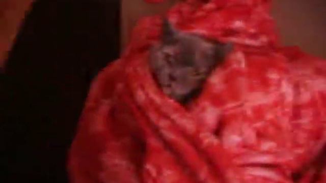 КОШКА СФИНКС 1 ЧАСТЬ смотреть онлайн