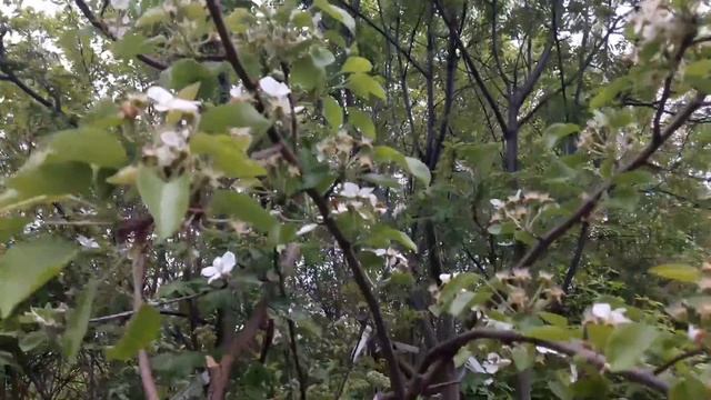 ГРУША привитая на РЯБИНЕ ЦВЕТЕТ! ТопСад