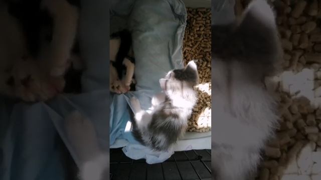 1 - День 40-й.  Острые коготки котят мешают им резвиться