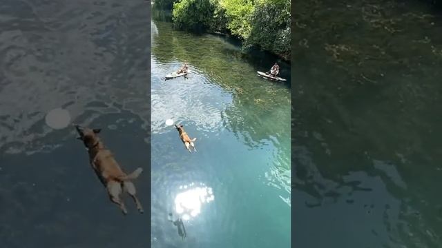 Bridge Jumping Dog! смотреть онлайн