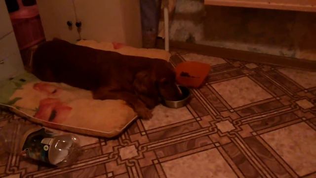 Ржачная собака лентяйка смотреть онлайн