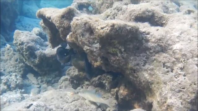 Рыбы красного моря, Барабуля зубатая золотистая, Parupeneus cyclostomus, fish in red sea Egypt смотреть онлайн