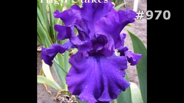 #970. Ирисы - очень красивые цветы смотреть онлайн