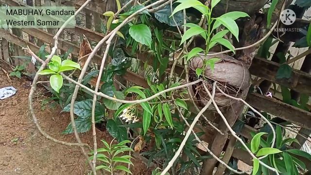 Lucky plant hoya multiflora shooting star смотреть онлайн