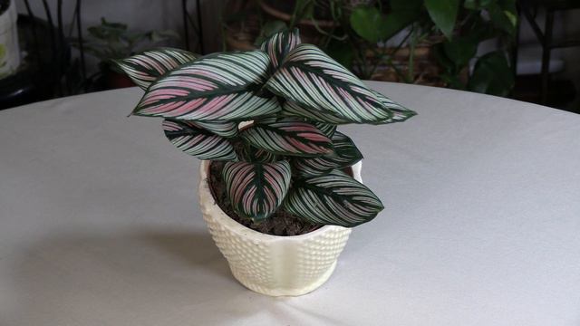 Calathea 'White Star' / Houseplant Spotlight