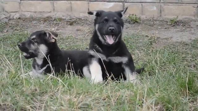 Щенки вео питомник Вом Истхаус (Харьков) 2 месяца (2) смотреть онлайн