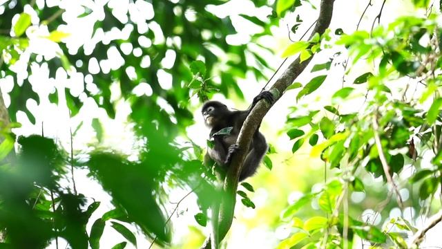 Pantai Cenang Langkawi Sky Bridge, The Datai Beach Malaysia смотреть онлайн
