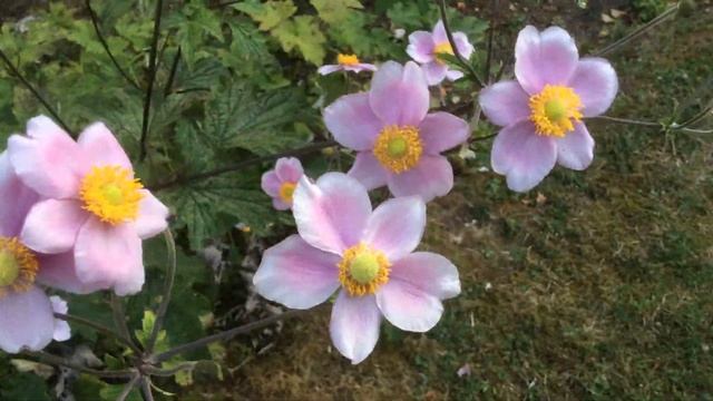 Anémone du Japon 'Anemone hupehensis var. Japonica' L'automne s'installe roses sont les pétales смотреть онлайн