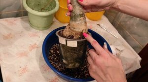 Пересадка АДЕНИУМА осенью Есть, на что посмотреть #адениум #adenium