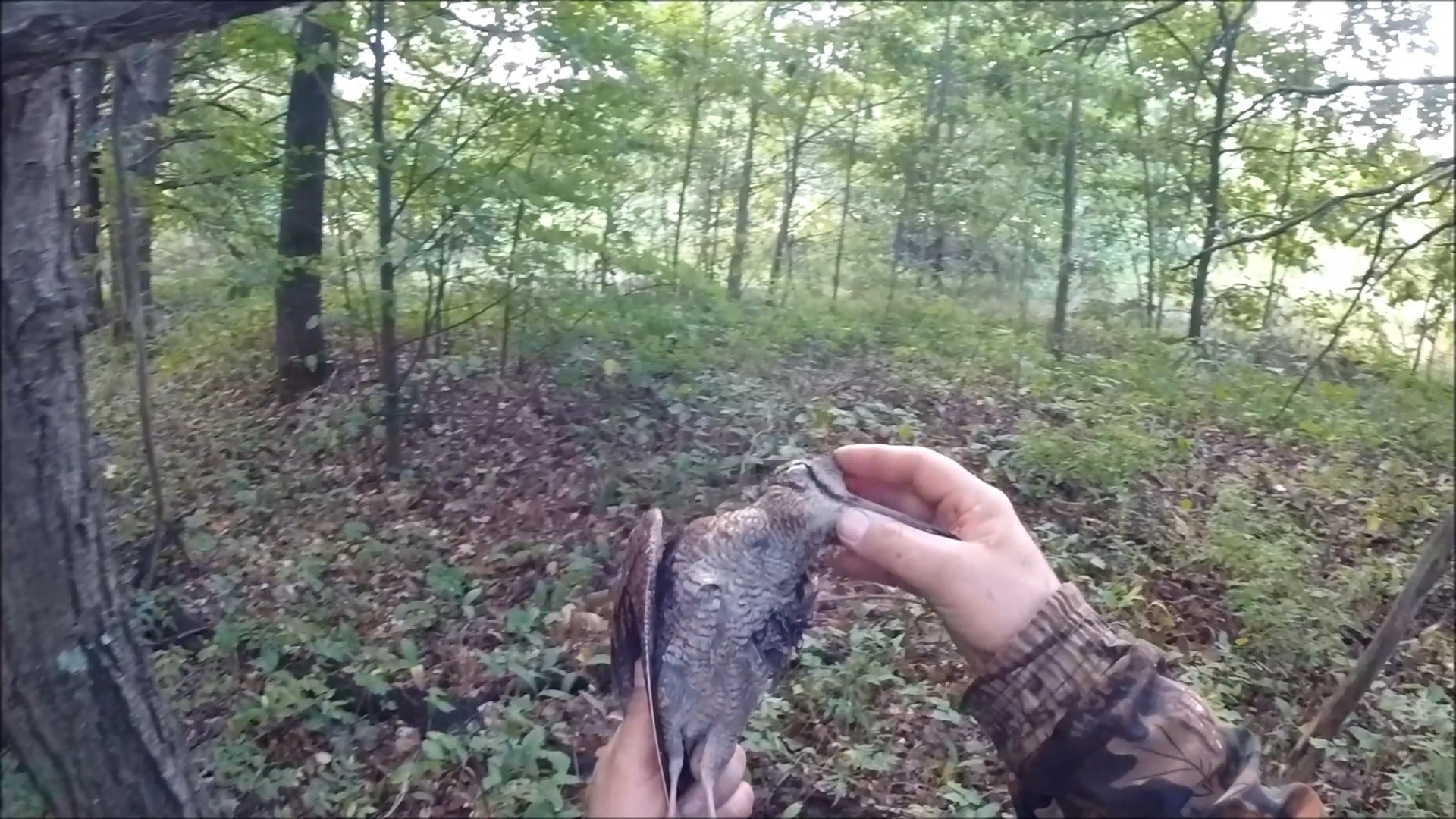 Охота на утку 2022. Добыл вальдшнепа (Будни охотника и рыбака) смотреть онлайн