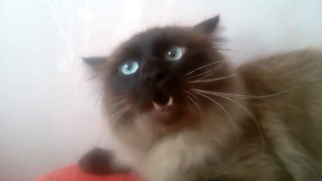 ужасно злой кот смотреть онлайн