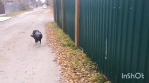 электромагнитный замок, подключение и установка.