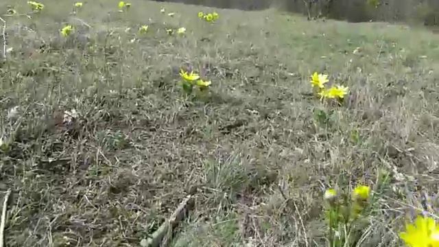 В Крыму зацвели пионы - 1 апреля 2018 года. смотреть онлайн