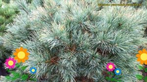 Сосна веймутова Блю Шег. Краткий обзор, описание характеристик, где купить pinus strobus Blue Shag