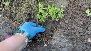 Черенкование клематиса весной. Простой способ // Grafting of clematis. Simple way