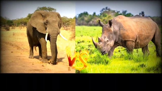КТО СИЛЬНЕЕ!Африканский слон против носорага!//батл животных//(A.B.B) смотреть онлайн