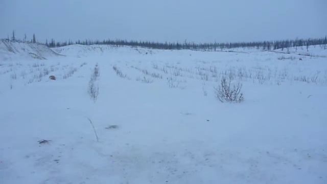 Восстанавливают тундру деревца смотреть онлайн