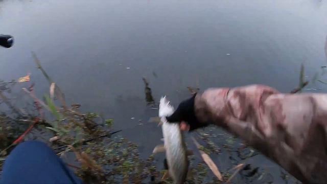 Рыбалка на щуку осенью. Ловим на Днестровских каналах. Маяки. смотреть онлайн