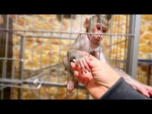 Люська ТАК ПОПРАВИЛАСЬ! Сначала идёт живот, а потом Люська!