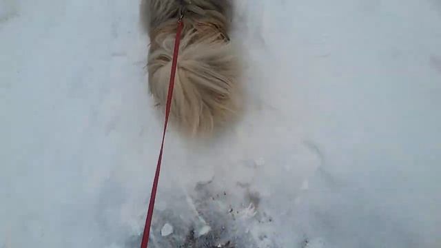 Пекинесы и их содержание! смотреть онлайн