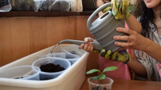 Когда и как пересаживать лимонное дерево. Юные садоводы. смотреть онлайн