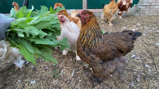 самый вкусный сорняк по мнению Брамы смотреть онлайн