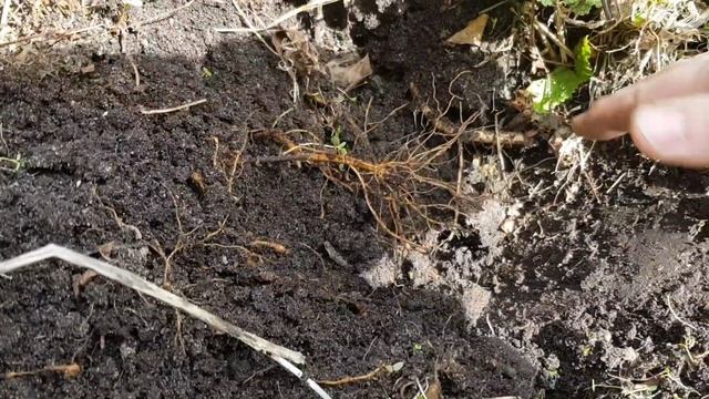 Новый миксбордер /Как пересадить старый клематис/ смотреть онлайн