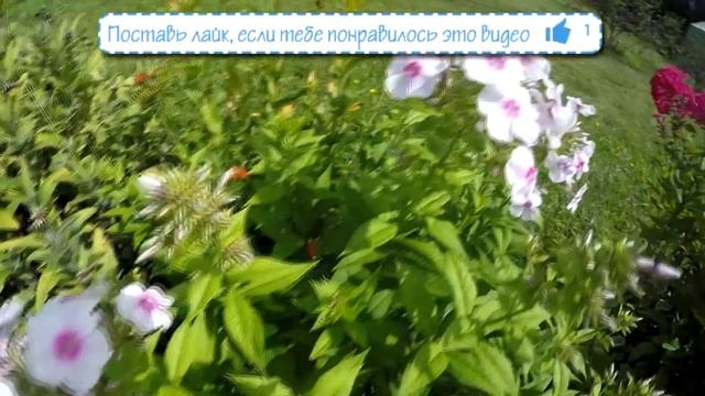 ? Цветы, цветущие в июле / Многолетние и однолетние цветы смотреть онлайн