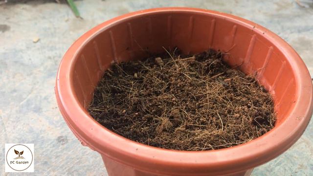 Tips for growing lychee for many large and delicious fruits not everyone knows смотреть онлайн