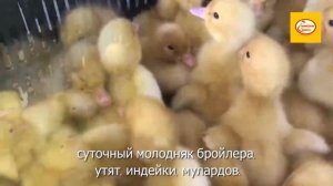 Суточные утята с доставкой от Алейниковского инкубатора.mp4