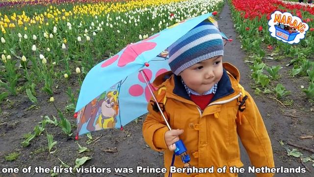 NARANsTOYBOX Tulip Time In City Of Holland /// Фестиваль тюльпанов в Голландии /// Episode 17