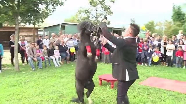 Кто они, пони Фалабелла?|LH смотреть онлайн