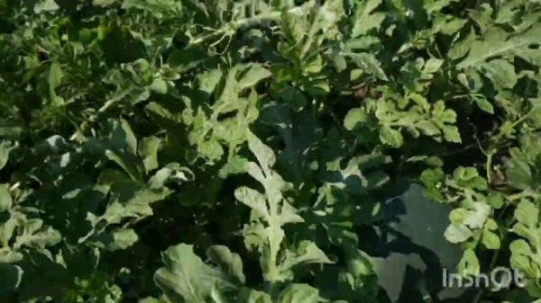 Радиосвязь через сатком в селе Radio communication via satellites satkom