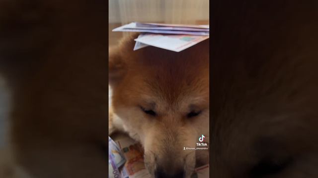 Деньги на продаже щенков МИФ И РЕАЛЬНОСТЬ смотреть онлайн