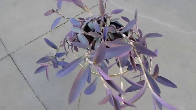 Tradescantia Pallida - Purple Heart Plant смотреть онлайн