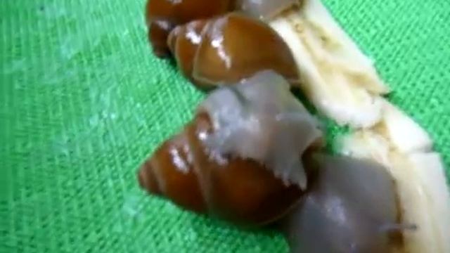 УЛИТКА Мегалобулимус / питомник Мари Мистик / Марина Белкина смотреть онлайн