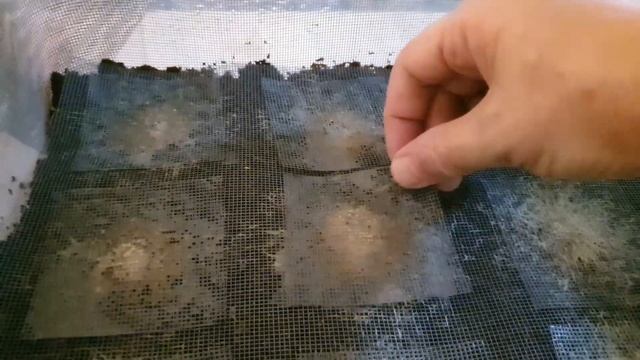 Коротко о живых кормах! Нужен совет по освещению! Пересадка мальков! Нерест рыбок! Будни аквариумов смотреть онлайн